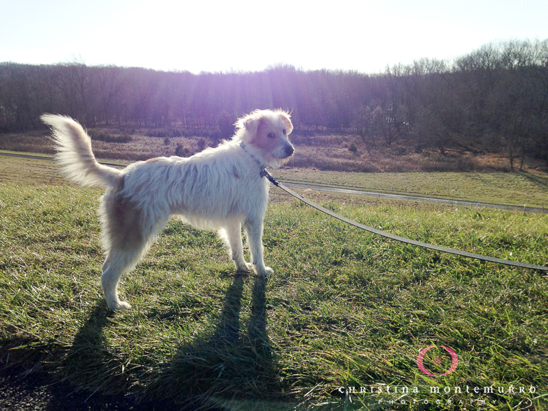 Iroh the Pittsburgh Dog