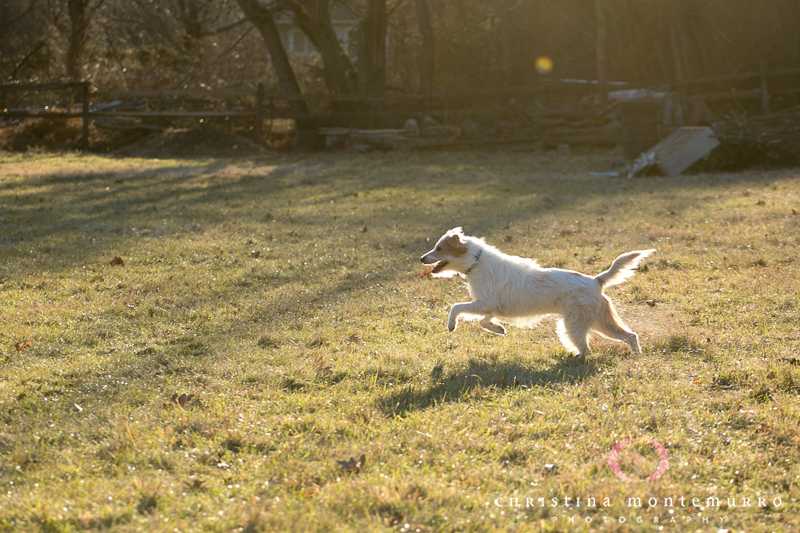 Iroh the Pittsburgh Dog