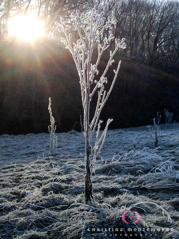 Frosty Tall Weed